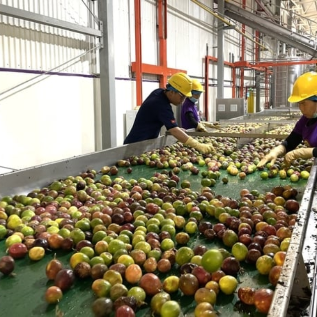 Soft Dried Passion Fruit Strips from Vietnam Factory – Premium Quality OEM ODM Reliable Manufacturer for Global Markets - Image 4