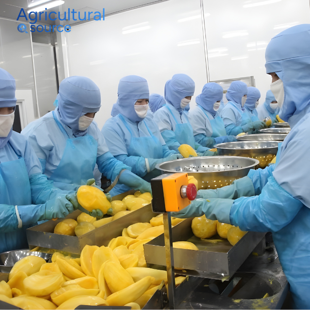 Premium IQF Mango Frozen Fruit - High Brix Sweet Mango Blocks For Wholesale - Certified Vietnam Factory Industrial Processing - Image 5