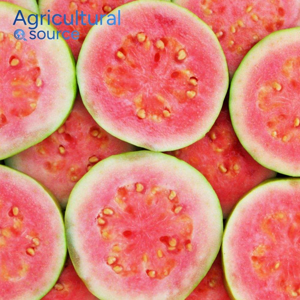 Vietnam Frozen Guava Premium Export Grade Frozen Guava Natural Aroma High Nutrition Best Price Global Supply  - Image 2