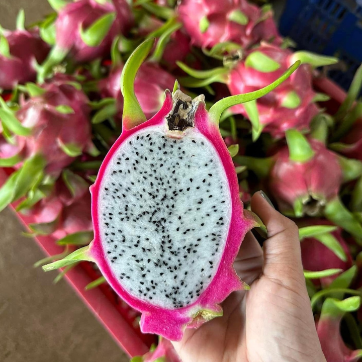IQF WHITE DRAGON FRUIT CHUNKS FROM VIETNAM  - Image 4