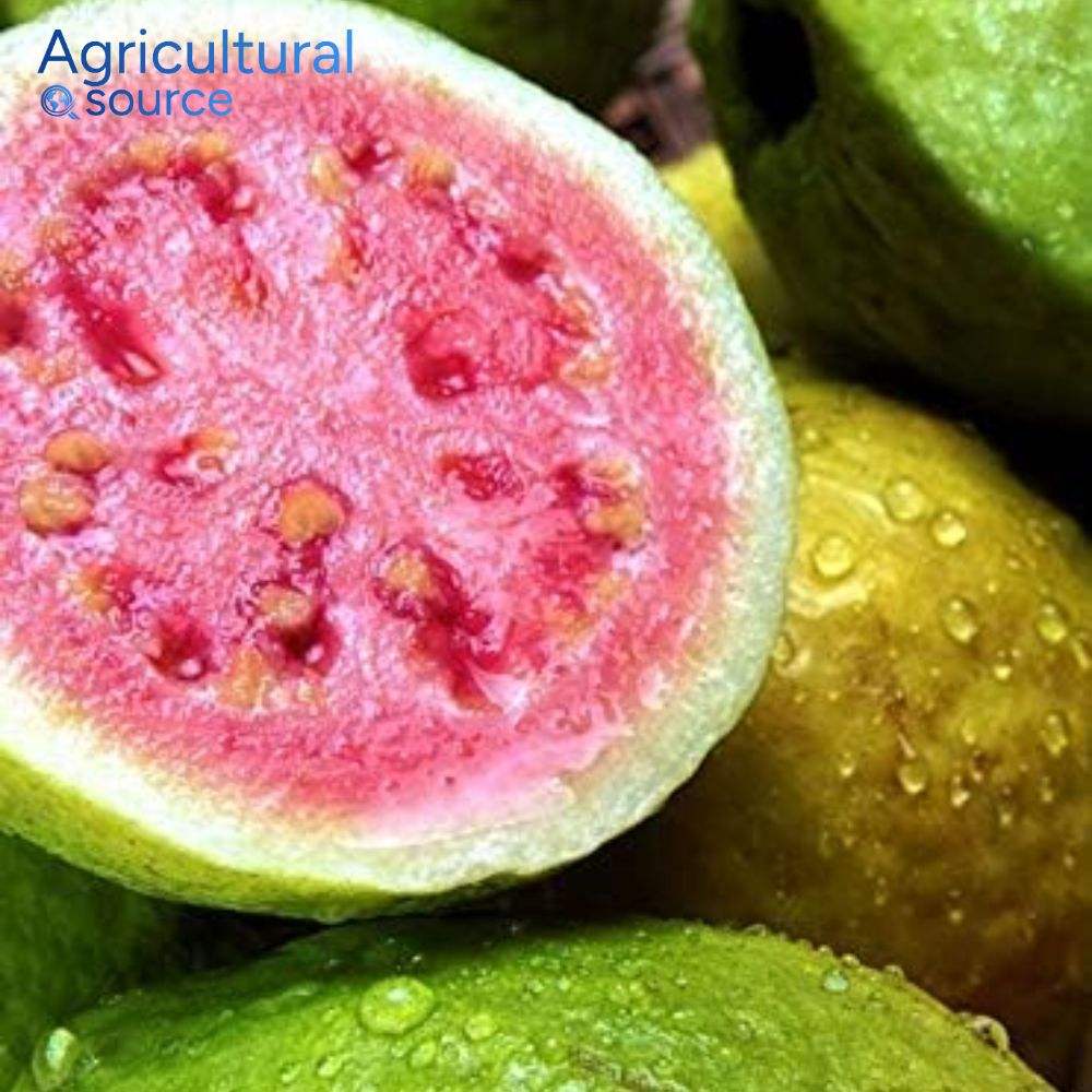 Vietnam Frozen Guava Premium Export Grade Frozen Guava Natural Aroma High Nutrition Best Price Global Supply  - Image 4