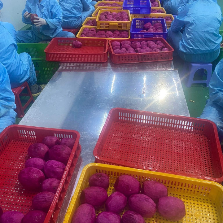 IQF RED DRAGON FRUIT HAVES FROM VIET NAM  - Image 4