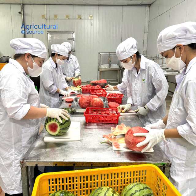 VIET NAM FROZEN WATERMELON  - Image 2