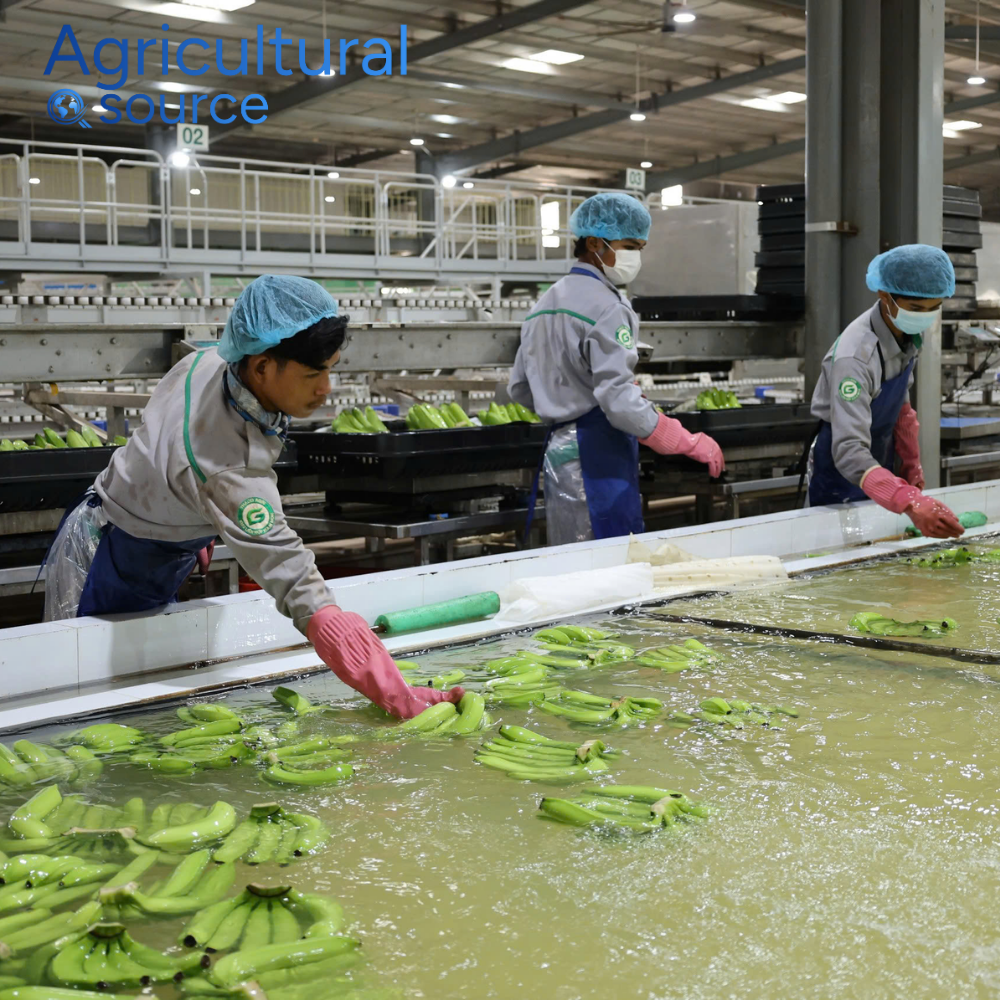 Vietnam Frozen Banana Premium Grade Frozen Banana Sweet Flavor Fresh Taste High Quality for Export Market - Image 2