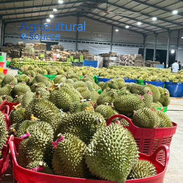 High Grade Frozen Durian Golden Pulp Strong Aroma Sweet Creamy Flavor - Best Price Direct  Vietnam Factory For Import Supply  - Image 5
