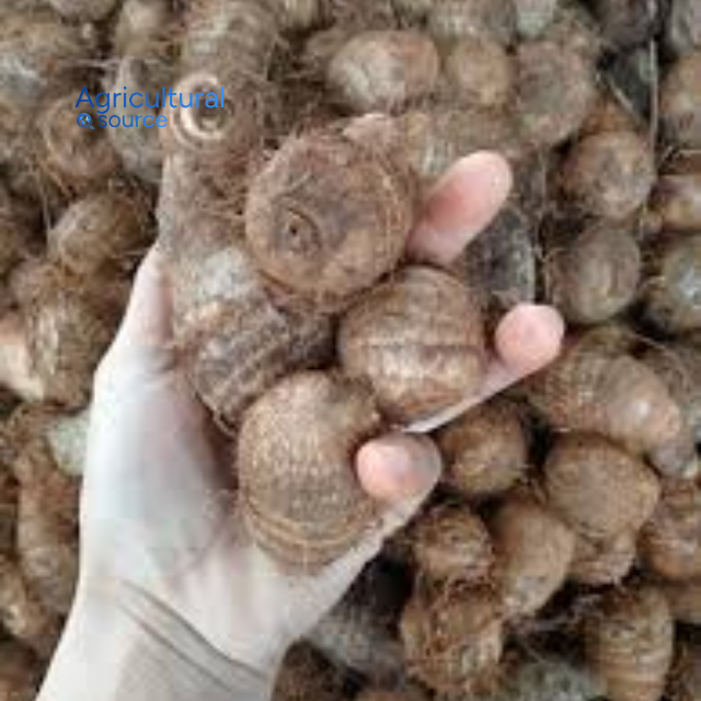 Viet Nam Export High Quality IQF Frozen Taro  - Image 5