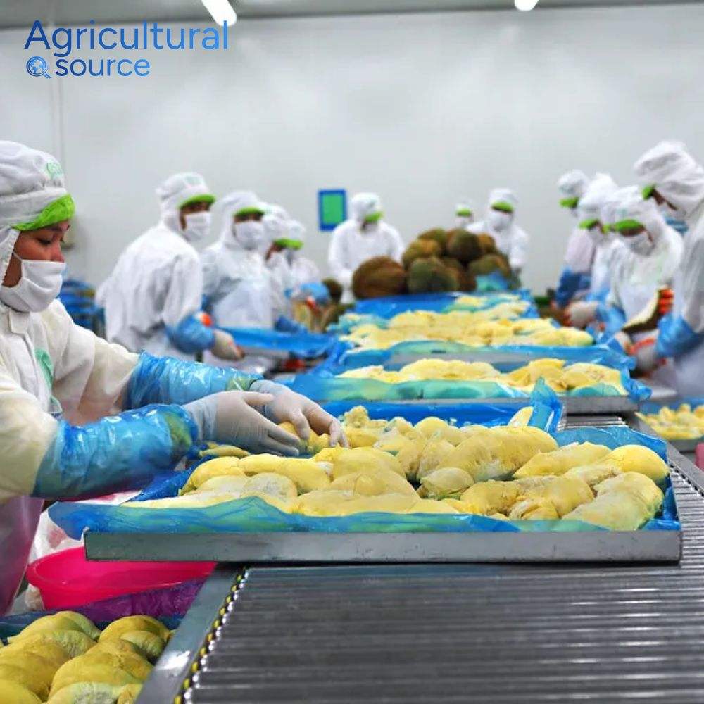 FROZEN DURIAN FROM VIET NAM - IQF DURIAN - Image 5