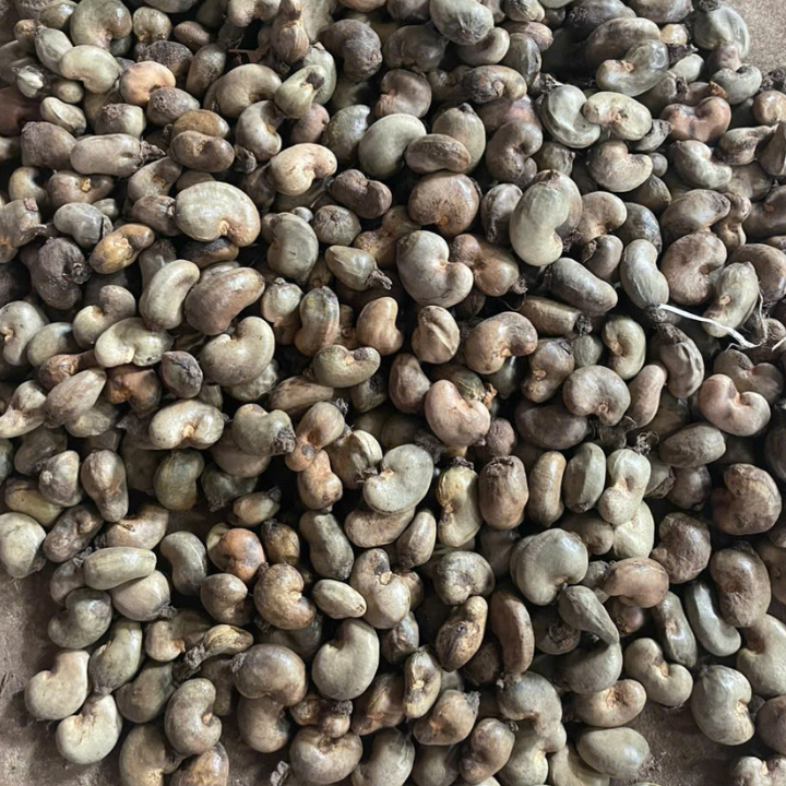 BROKEN CASHEW NUTS FROM VIETNAM  - Image 4