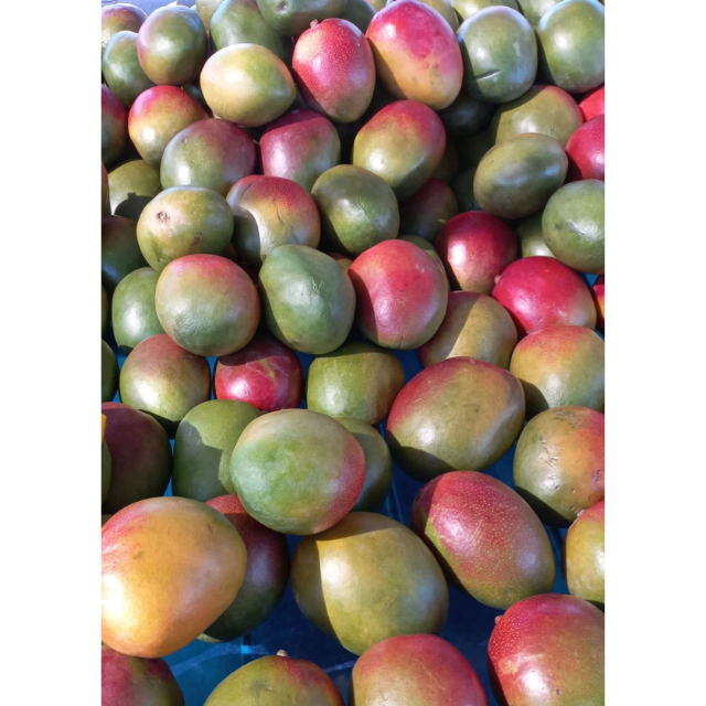 Fresh Apple Mango R2E2 - Image 2