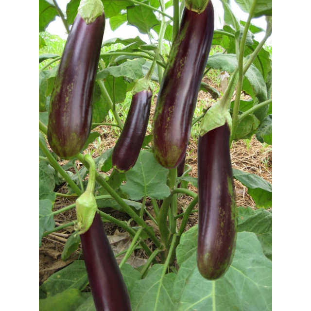 Fresh Eggplant - Image 3
