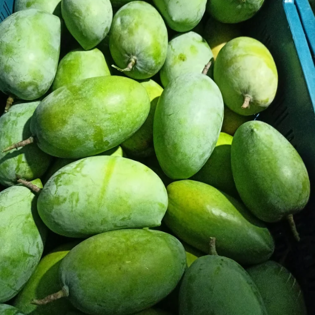 Fresh Elephant Mango  - Image 3