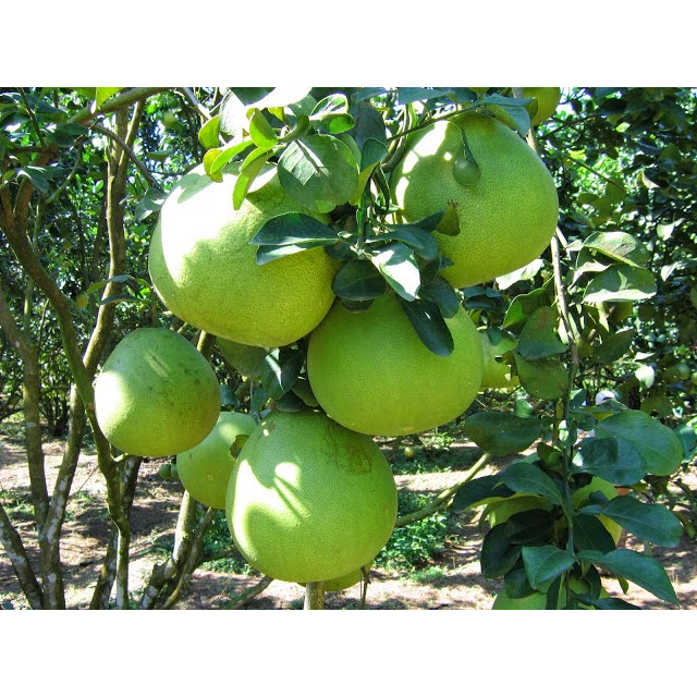 Fresh Green - Skinned Pomelo - Image 2