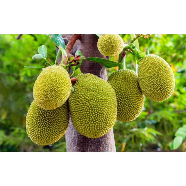Fresh JackFruit  - Image 2