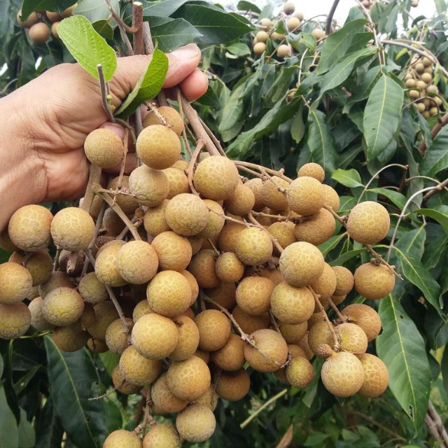 Fresh Longan  - Image 2