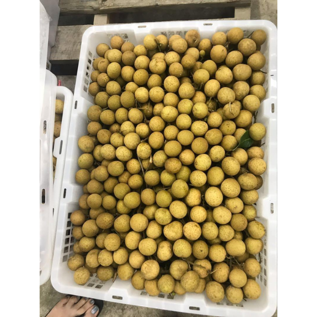 Fresh Longan  - Image 4