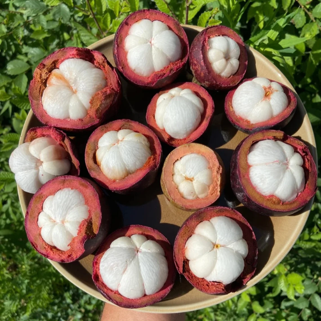 Fresh Mangosteen - Image 3