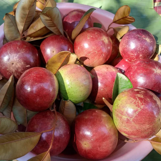 Fresh Milk Fruit  - Image 4