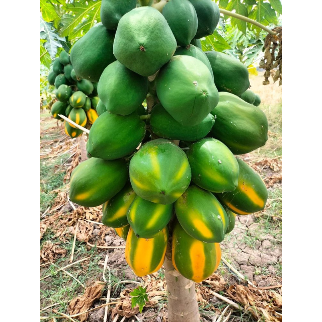 Fresh PaPaYa - Image 2