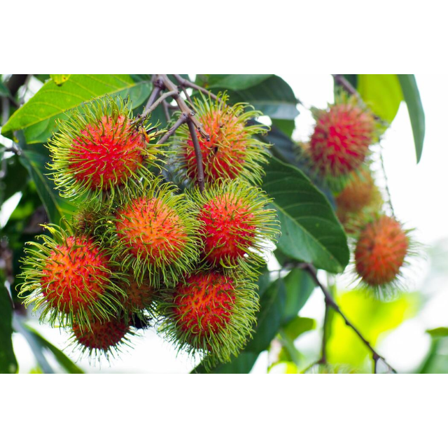 Fresh Rambutan - Image 2