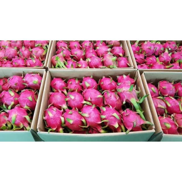 Fresh Red Dragon Fruits - Image 3