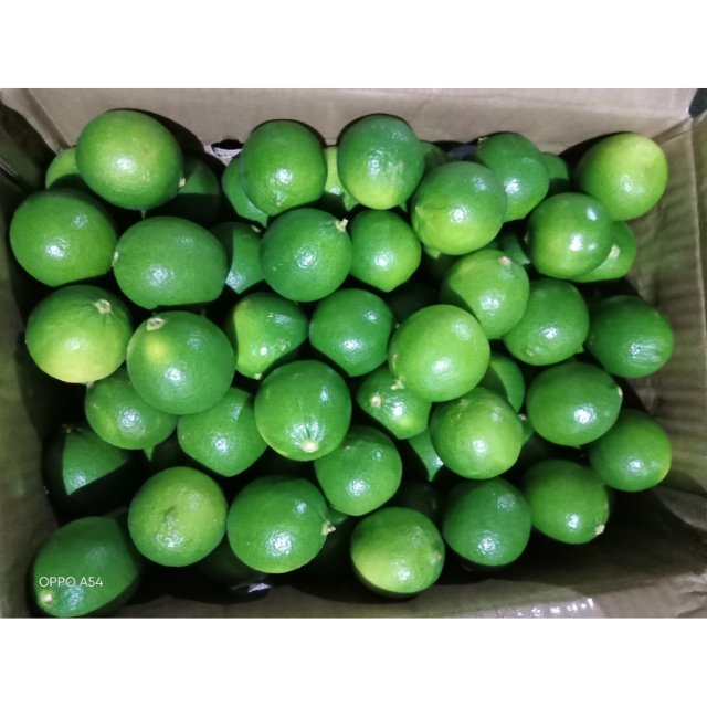 Fresh Seedless Lime  - Image 3