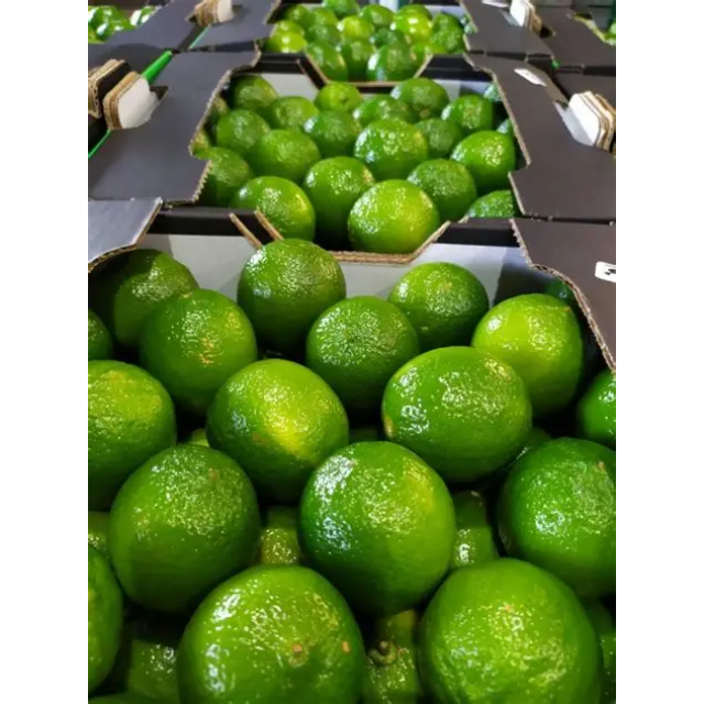Fresh Seedless Lime  - Image 2