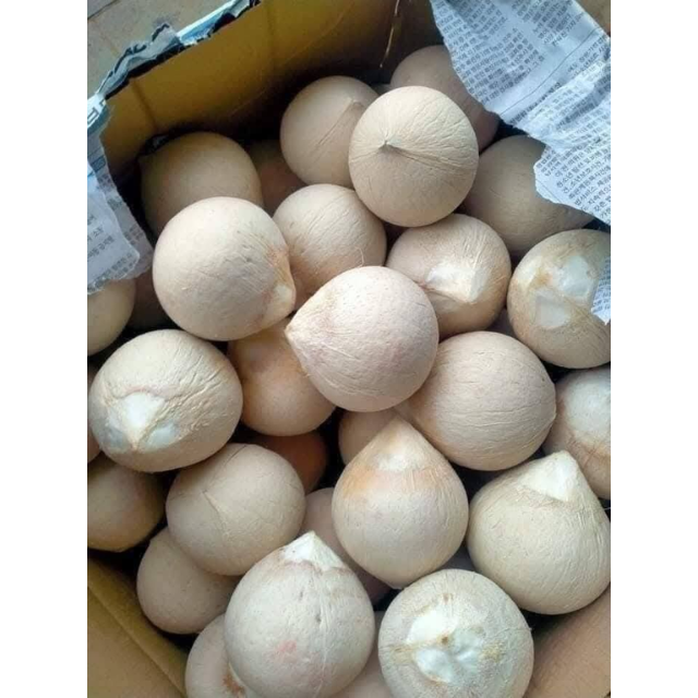 Fresh Shaved Coconut - Image 3