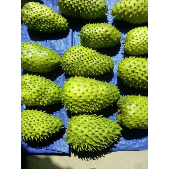 Fresh Soursop - Image 2
