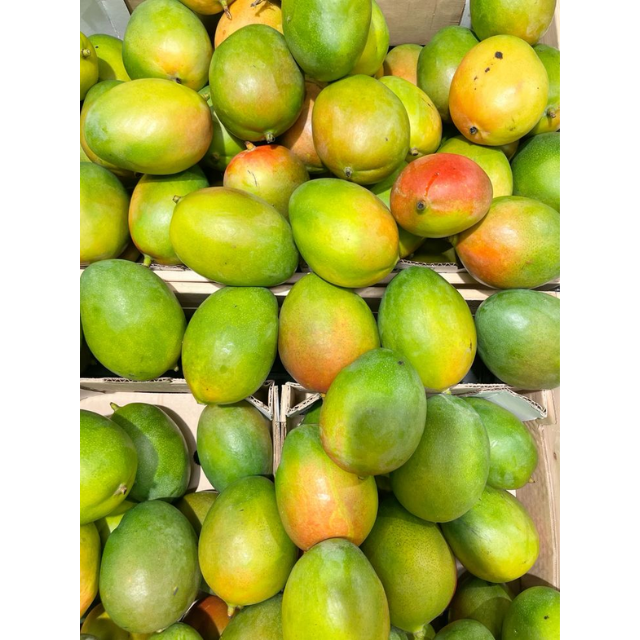 Fresh Taiwan Mango R2E2 - Image 3