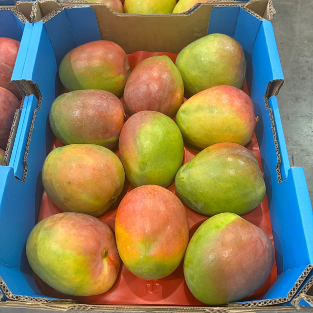 Fresh Taiwan Mango R2E2 - Image 2
