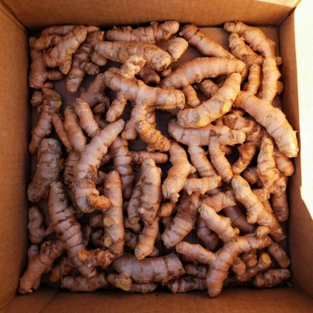 Fresh Turmeric  - Image 2