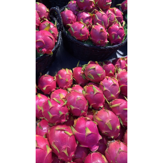 Fresh White Dragon Fruits - Image 2