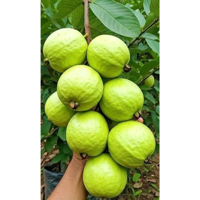 Fresh White Guava - Image 2