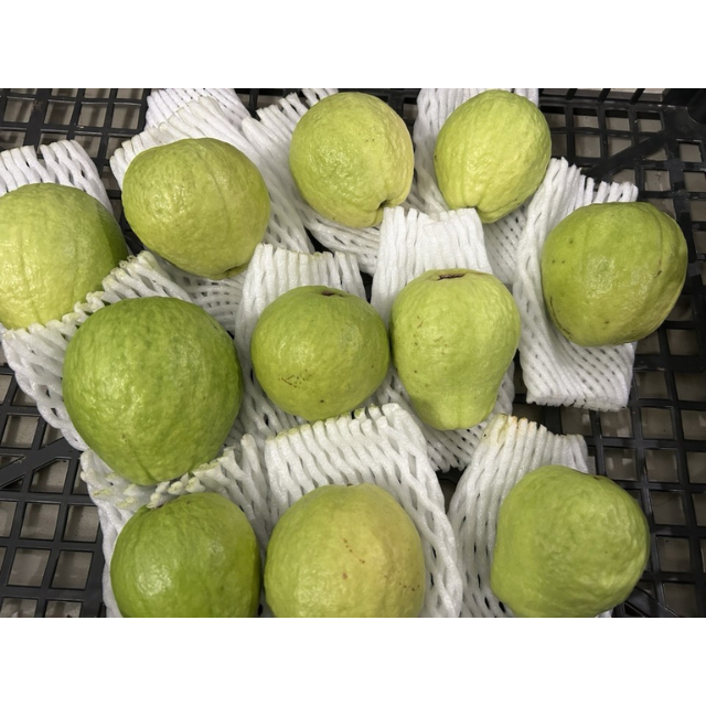 Fresh White Guava - Image 3