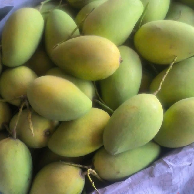 IQF Frozen Mango Cubes - Image 3