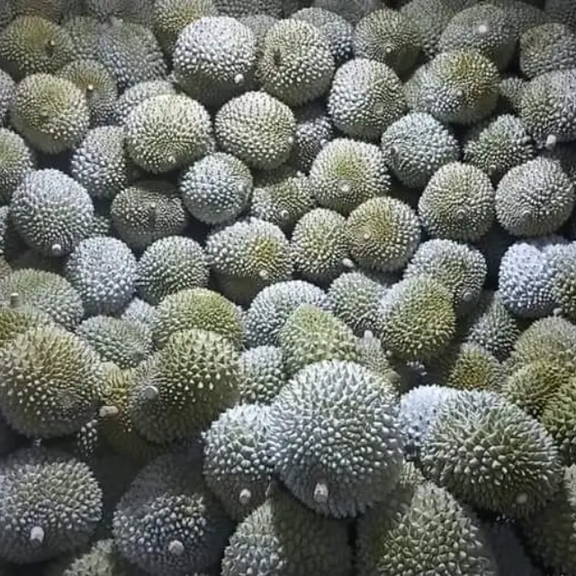 IQF Frozen Whole Durian - Image 3