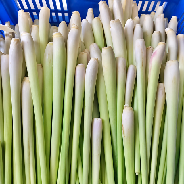 IQF Frozen Whole Lemongrass - Image 3