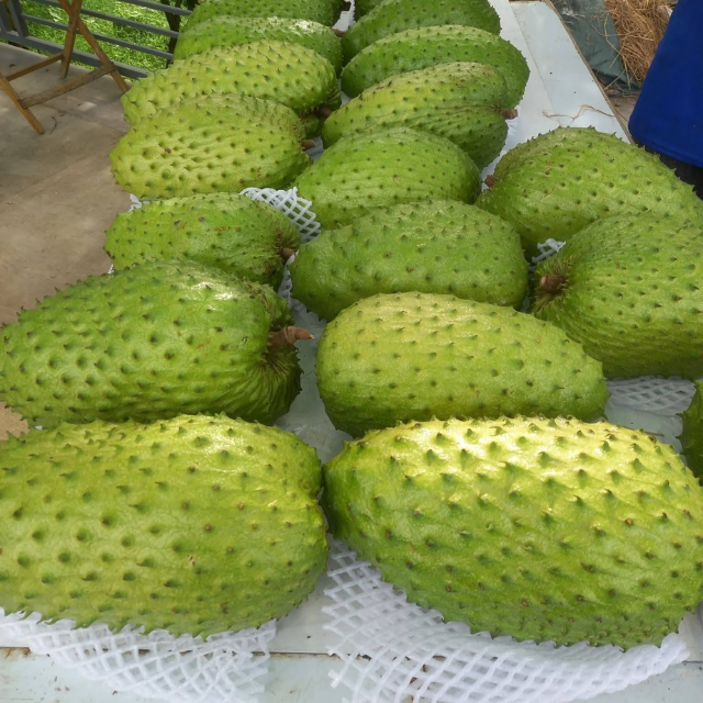 OEM/ODM Soft Dried Chili Salt Soursop | Vietnam Factory Private Label Manufacturer - Image 4