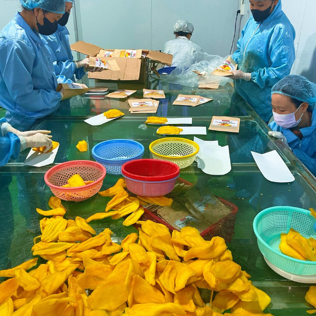 OEM/ODM Soft Dried Matcha Peanut Coated Mango | Vietnam Factory Private Label Manufacturer - Image 3