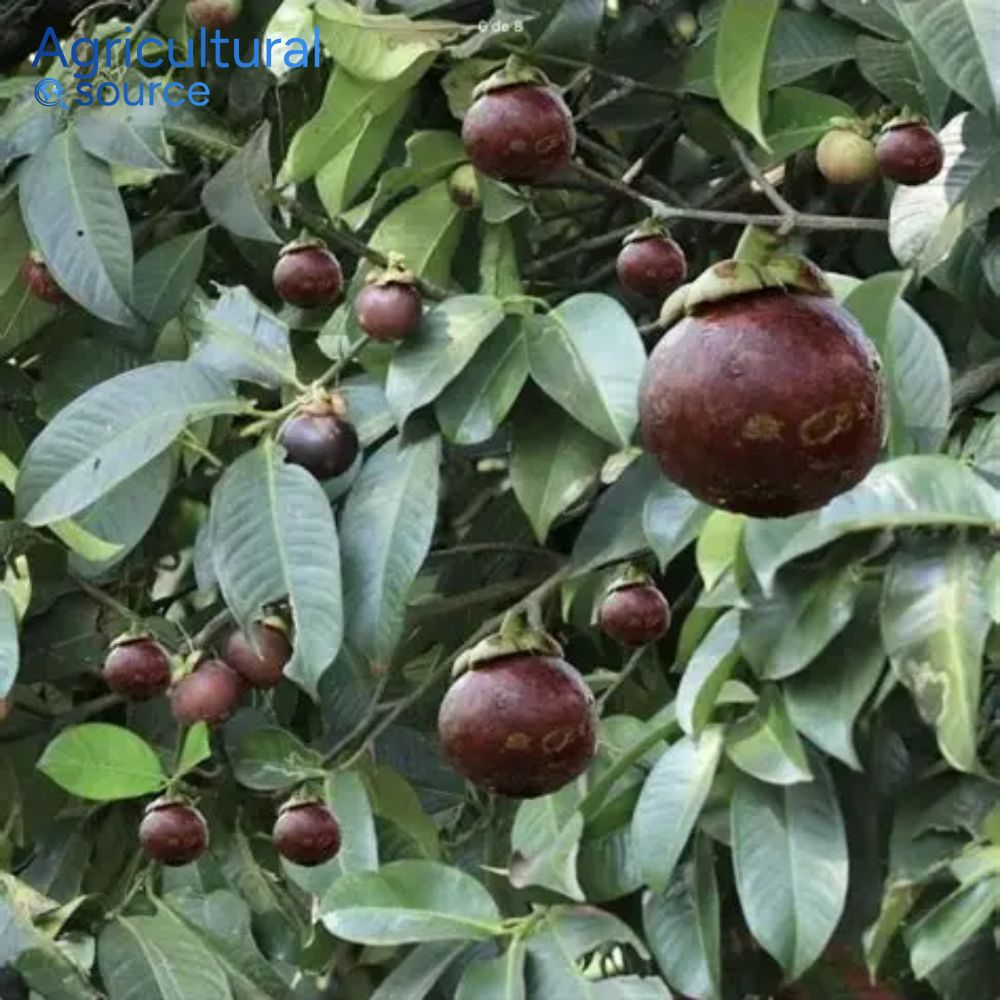 Freeze Dried Mangosteen – Premium Tropical Fruit by Viet Nam Source - Image 5
