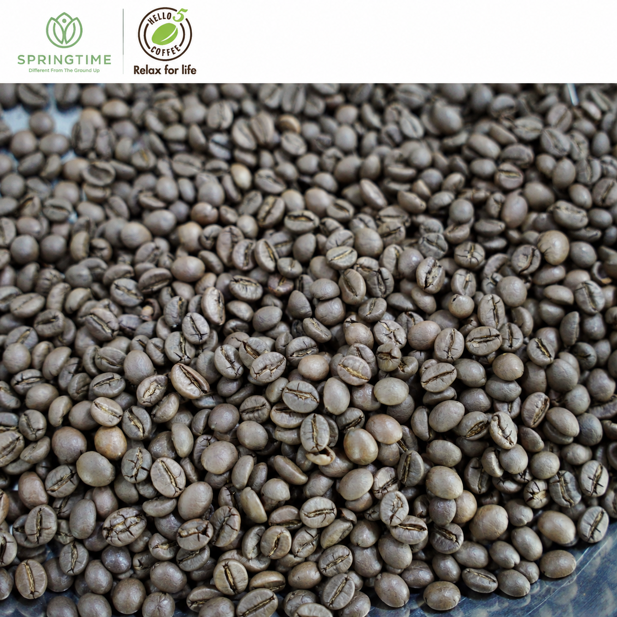 Premium Vietnam Robusta Coffee Beans - Image 3