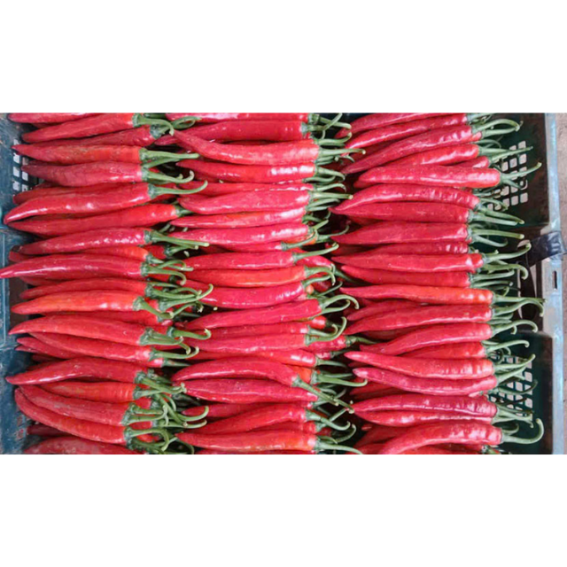 Fresh Red Chili - Image 2
