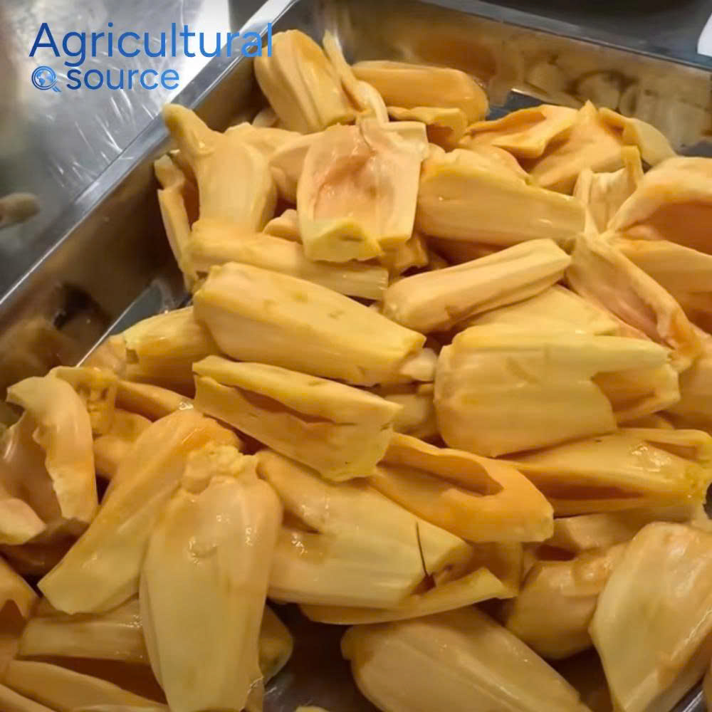 Chewy textured soft dried jackfruit, low sugar, healthy snack - Organic dried jackfruit producer - Dried jackfruit deal - Image 2