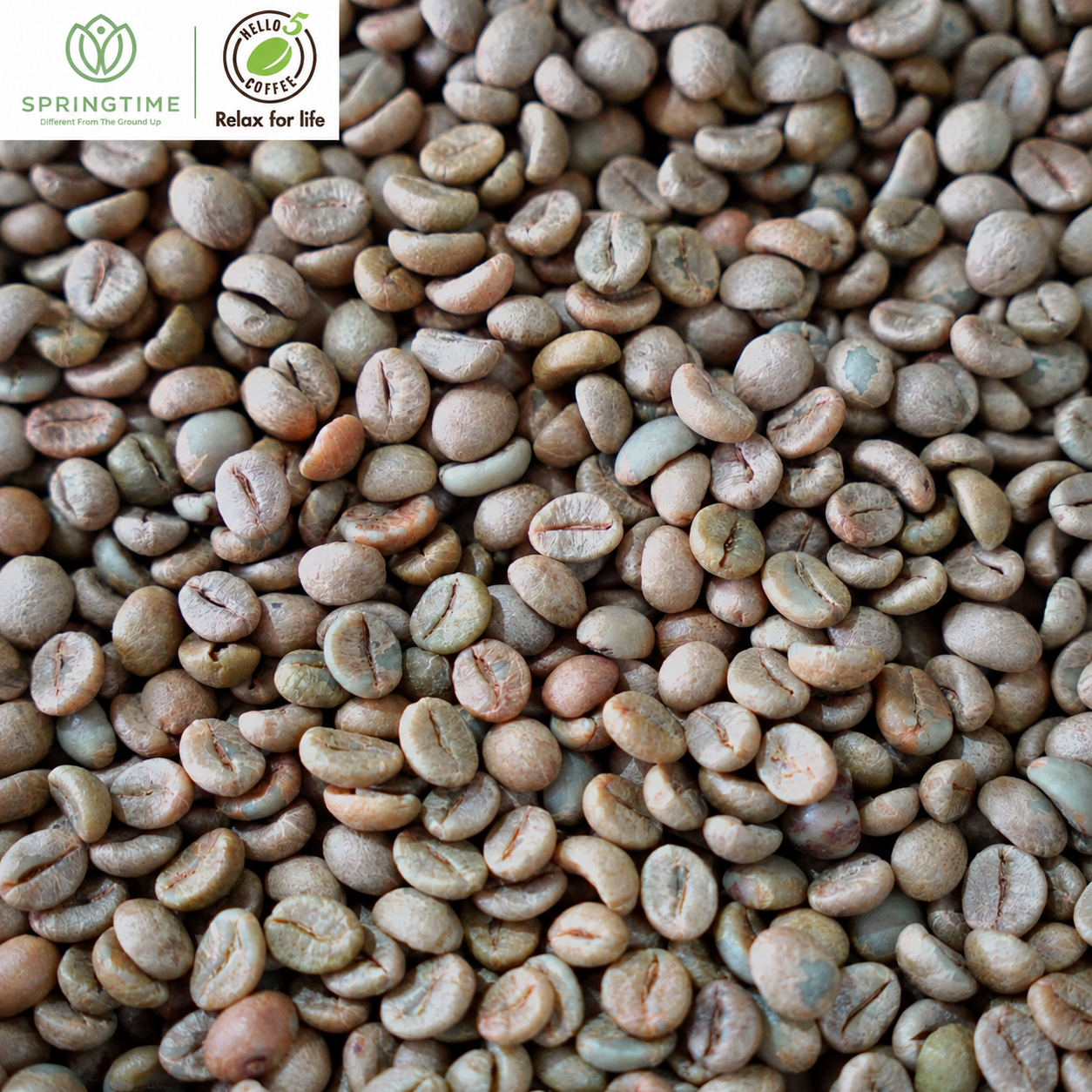 Springtime Arabica – A Taste of Vietnam’s Highlands - Image 3