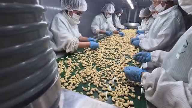 WHOLE CASHEW NUTS FROM VIETNAM - Video thumbnail