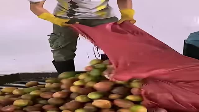 Premium IQF Passion Fruit Viet Nam - Frozen Fruit Seedless Pulp Vacuum Pack Factory Price OEM/ODM For Smoothies Global Supply - Video thumbnail