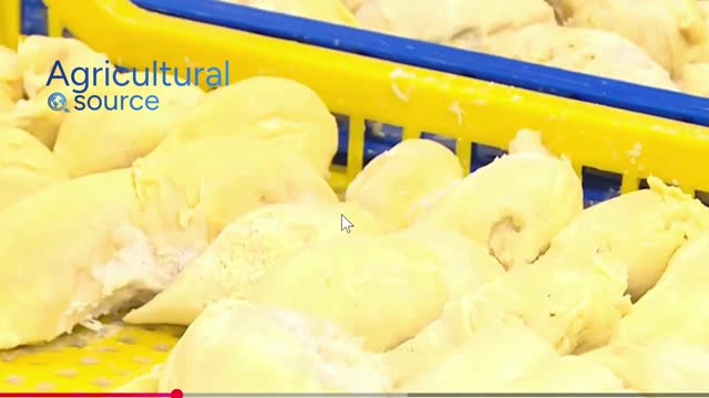FROZEN DURIAN FROM VIET NAM - IQF DURIAN - Video thumbnail